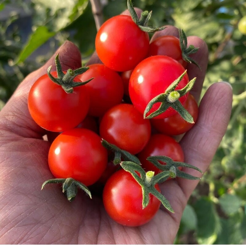  بذر گوجه گیلاسی قرمز Cherry tomato