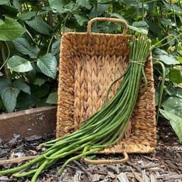 بذر اورجینال لوبیا متری سبز  (Green)Yard long bean