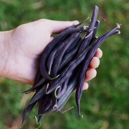  بذر لوبیا مشکی  Black bean