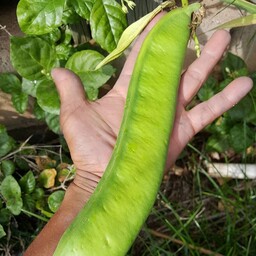 بذر کمیاب لوبیا جک غول پیکر (Jack bean)Canavalia ensiformis