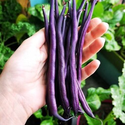 بذر لوبیا بنفش   Purple bean