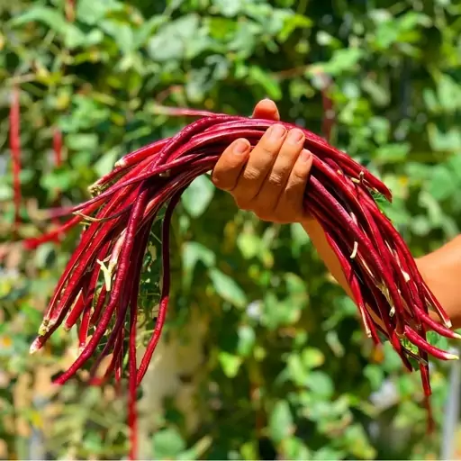  بذر لوبیا متری قرمز  امریکایی (Red)Yard long beans