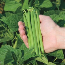  بذر لوبیا سبز پر بار  Green bean