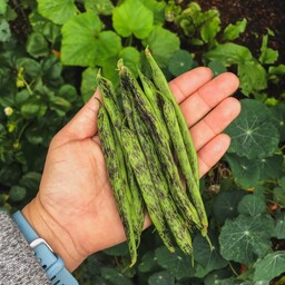 بذر لوبیا مار زنگی (Rattlesnake Pole Bean (Phaseolus Vulgaris