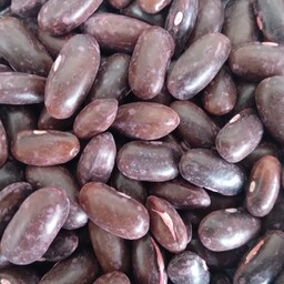 بذر لوبیا سبز هد (Hed) آمریکا رقم سانری حجم یک کیلوگرم 