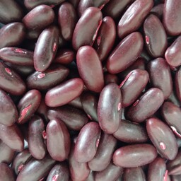 بذر لوبیا سبز  پروسیدز هلند رقم سانری حجم 500 گرم