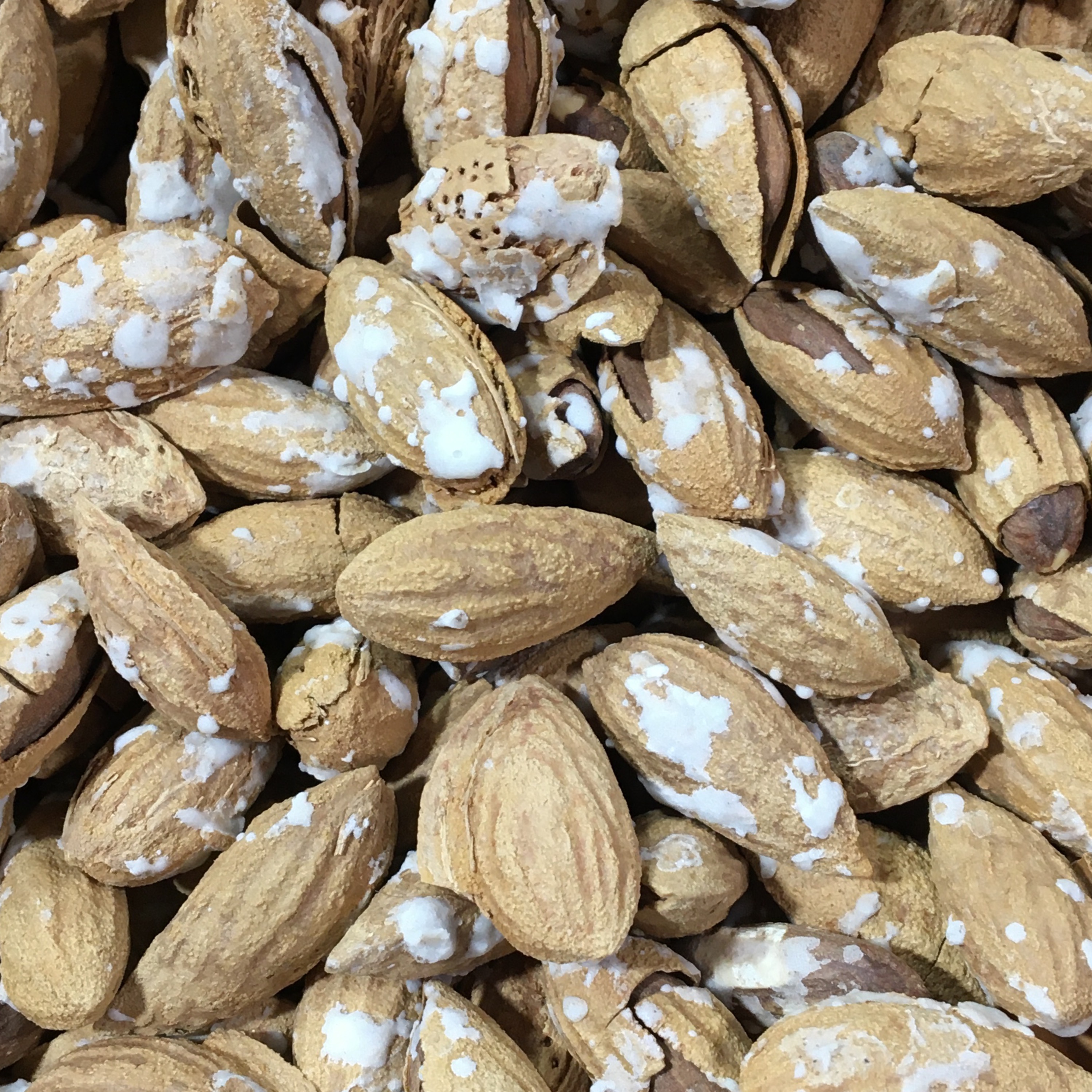 بادام منقی  500گرم  پوست کاغذی نمکی محصول1404