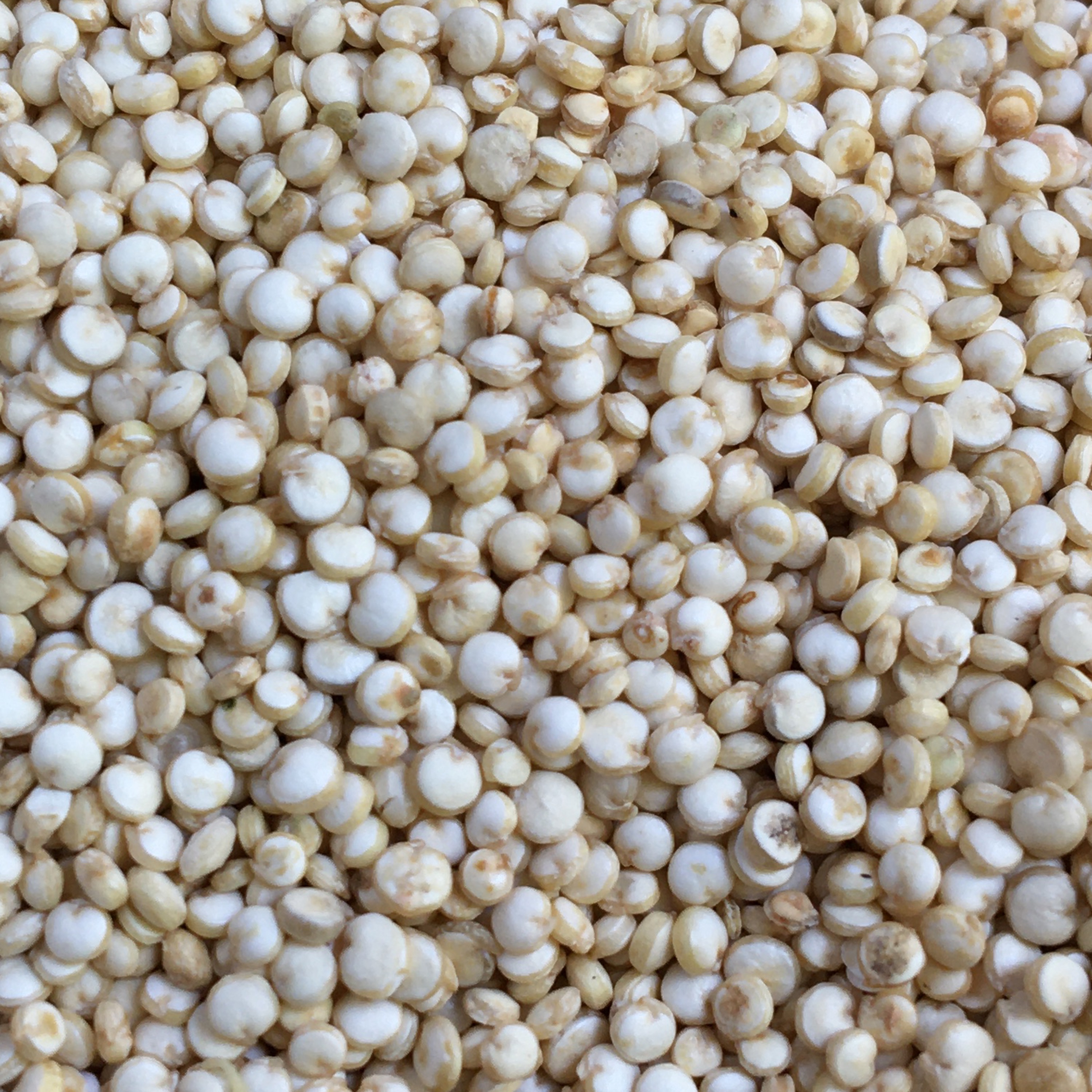 کینوا سفید پاک شده  500گرم