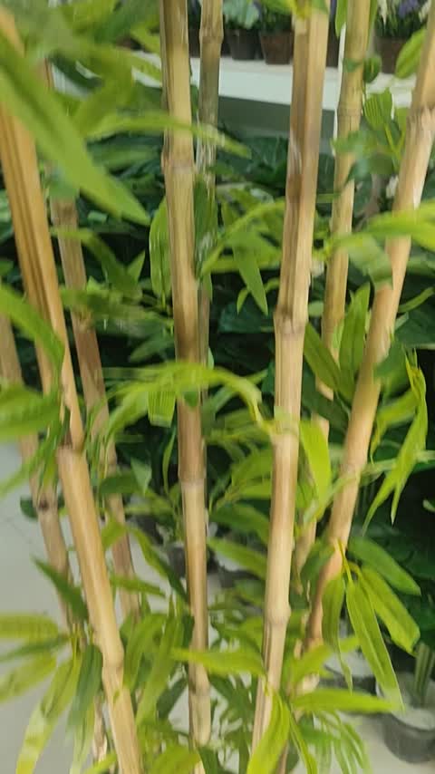 گل مصنوعی و درختچه مصنوعی بامبو 8شاخه ارتفاع 180 بسیار با کیفیت(9شاخه) مشابه اصلی