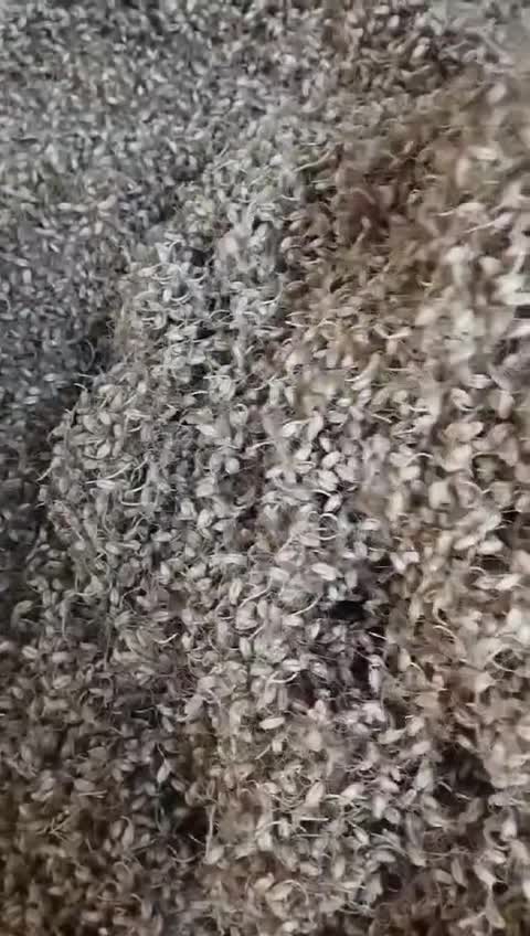 پودر جوانه گندم خالص 1000 گرمی