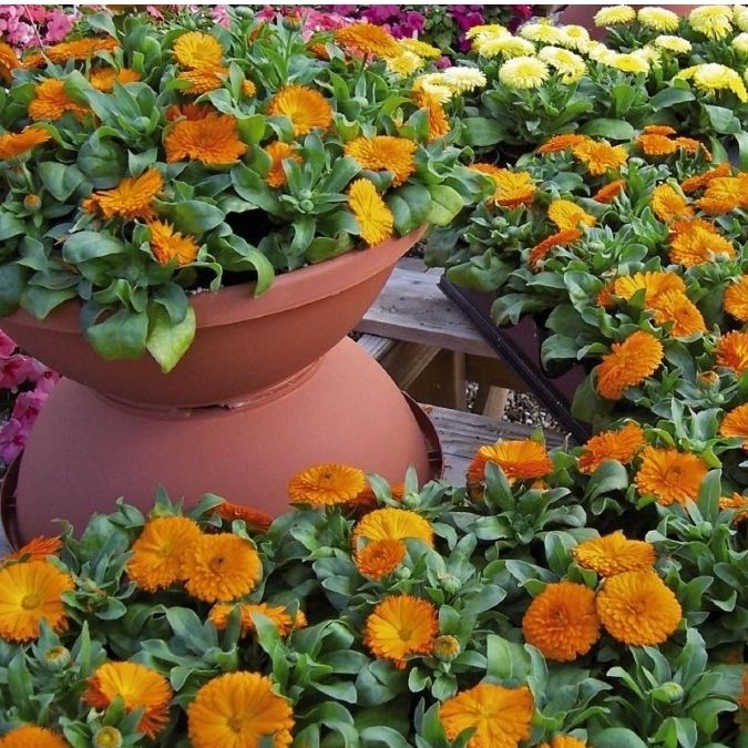 بازار اعیونی ها🌱