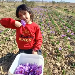 زعفران سوپر نگین