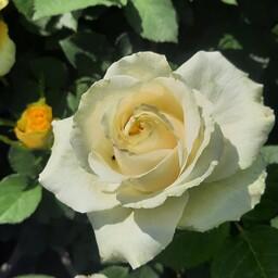 نهال گل رز  سفید 