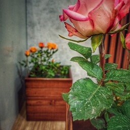  گلدان چوبی سِت بزرگ و کوچک دستساز  -  باکس چوبی برای گلدان بزرگ و کوچک- نگهدارنده گلدان چوبی مناسب فضاهای مختلف
