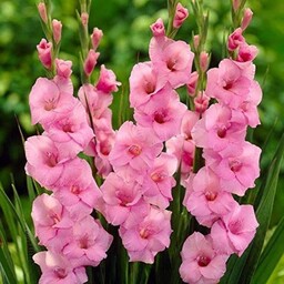 پیاز گل گلایول صورتی (یک عدد) مناسب باغچه و گلدون و آب و هوای گرم و معتدل 