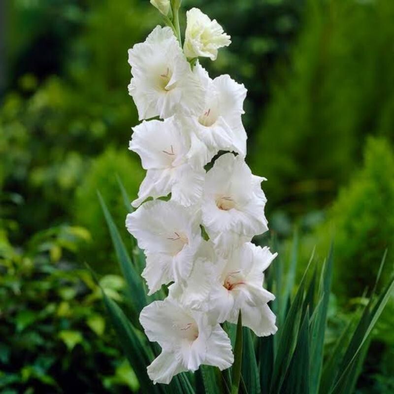 پیاز گل گلایول رنگ سفید (یک عدد) مناسب آب هوای بهار و تابستان 