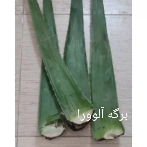 برگه آلوئه ورا  (هربرگ)