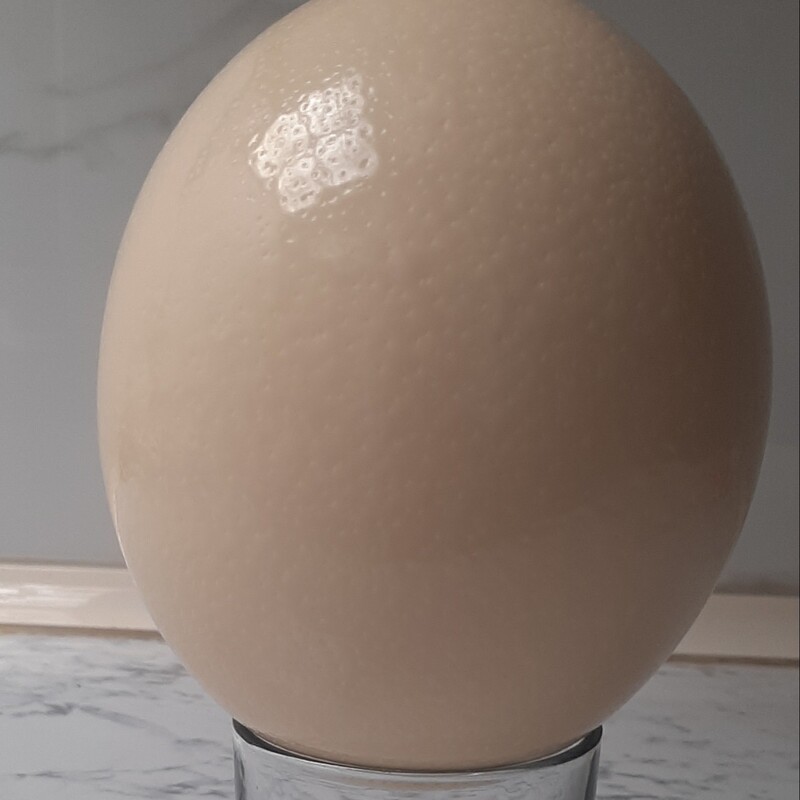 تخم شتر مرغ با وزن بالای 1300گرم باپوسته محکم جهت نقاشی هنری