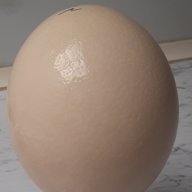 تخم شتر مرغ با وزن بالای 1300گرم باپوسته محکم جهت نقاشی هنری