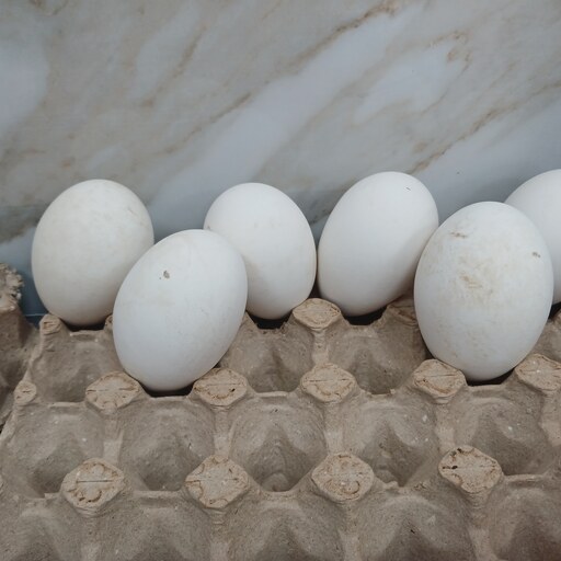 تخم مرغ محلی خلخال