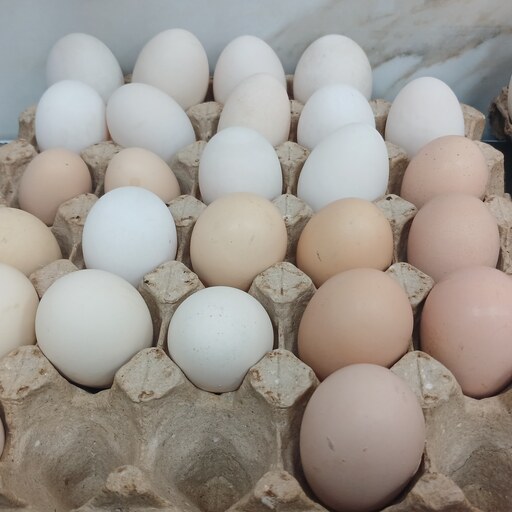 تخم مرغ محلی خلخال