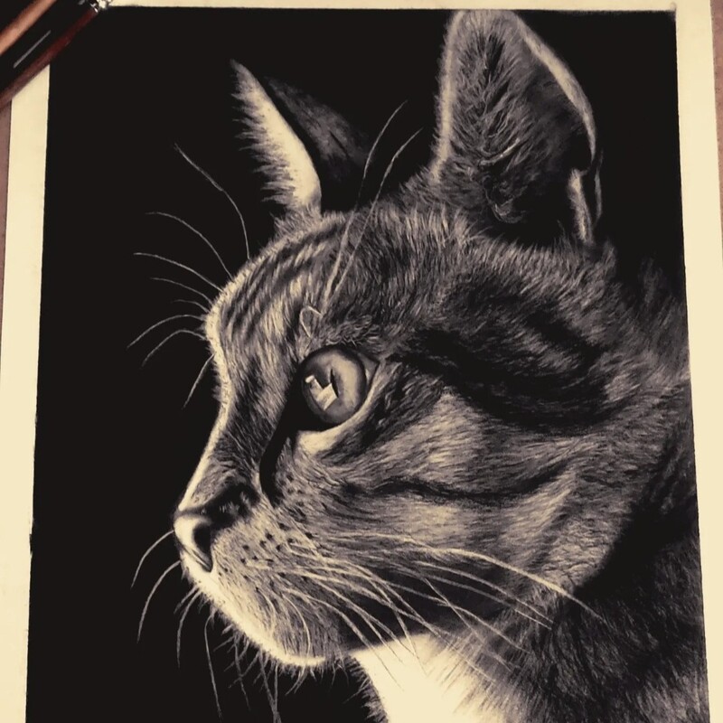 نقاشی سیاه قلم گربه