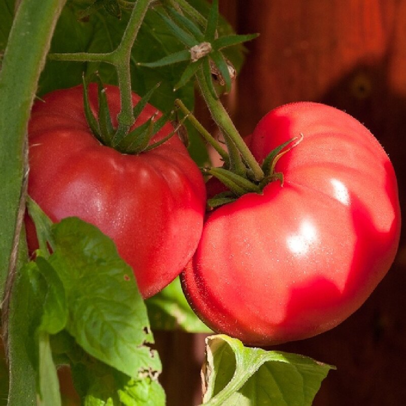 بذر گوجه فرنگی صورتی پوندروسا 10عددی 