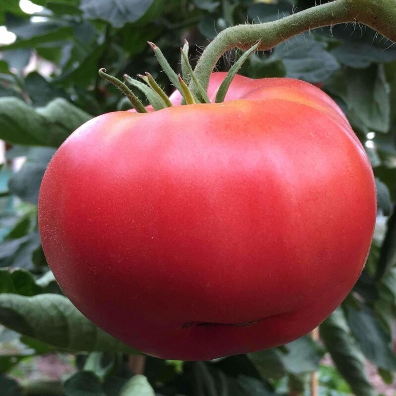 بذر گوجه فرنگی صورتی پوندروسا 10عددی 