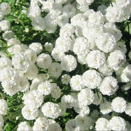 بذر گل آهار سفید پا بلند 1 گرم 
