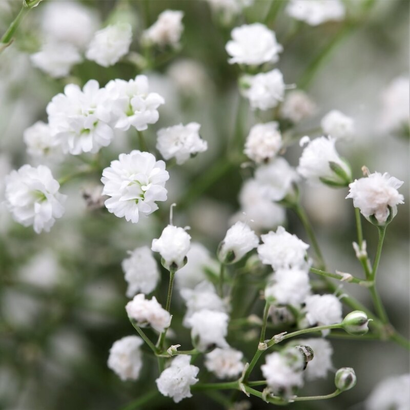 بذر گل عسل سفید (مروارید) 200 عددی