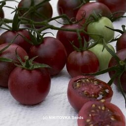 بذر گوجه گیلاسی روسی 10 عددی 