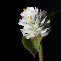 بذر گل تکمه ای پا بلند سفید 1 گرم 