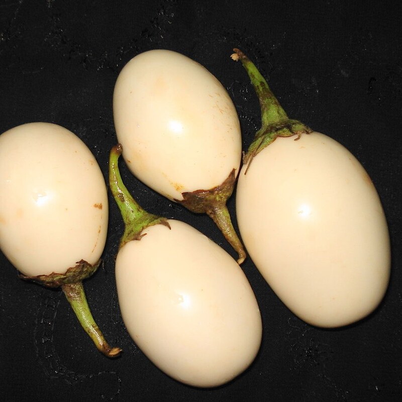 بذر بادمجان سفید تخم مرغی 10 عددی 