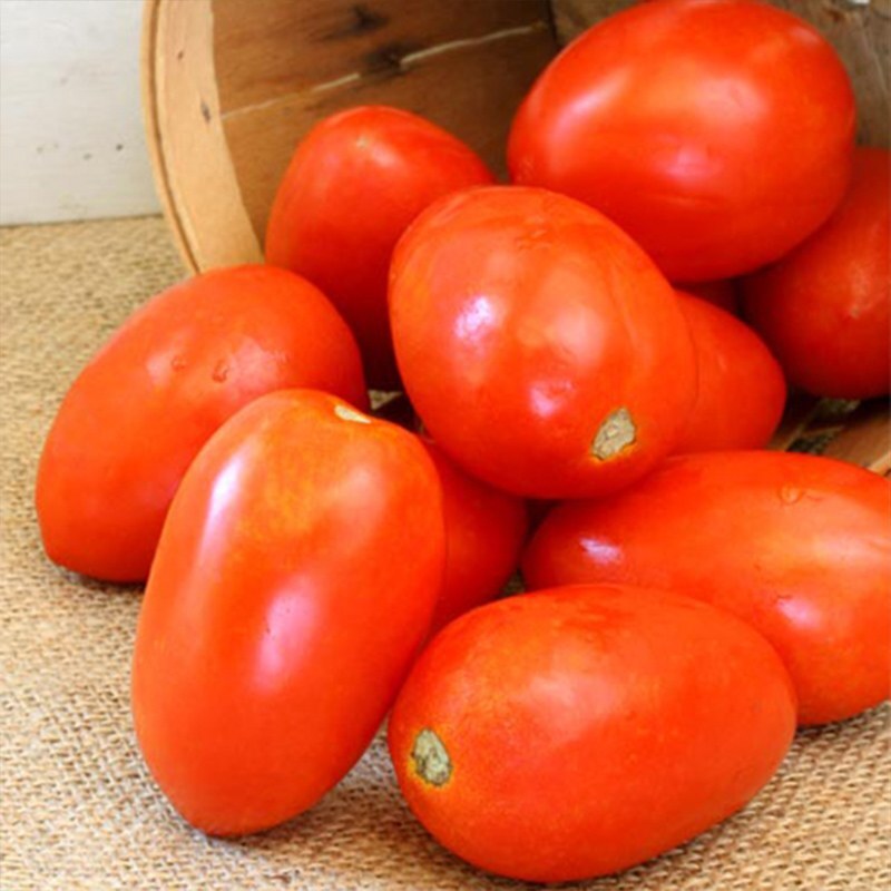 بذر گوجه فرنگی سوپر چف  1 گرم 