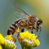 عسل طبیعی و روغن حیوانی ناب صحنه