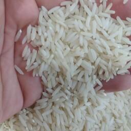 برنج کشت دوم طارم محلی و یکدست