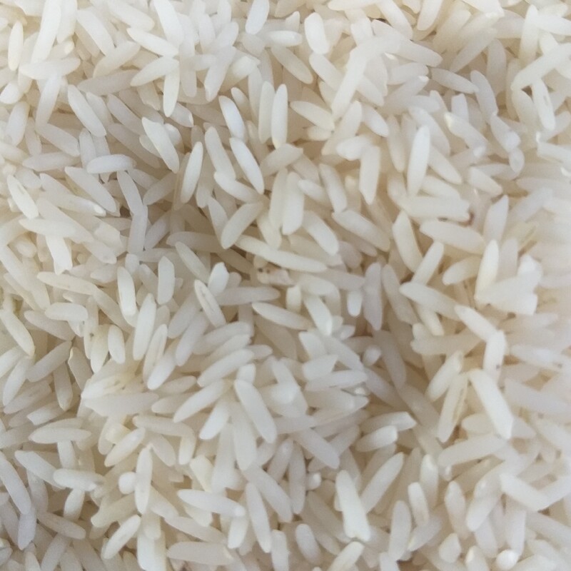 برنج کشت دوم طارم محلی و یکدست
