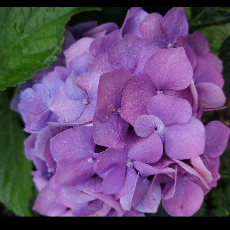 گل هورتانسیا(هفت رنگ)