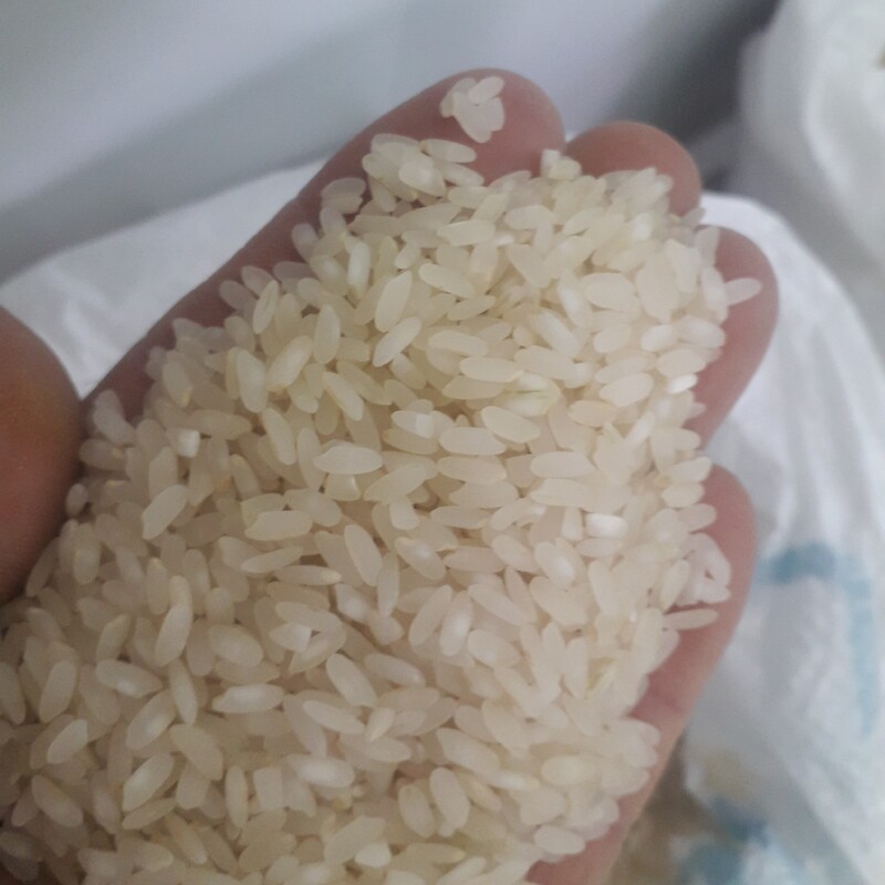 برنج کامفیروز اصل با شرط پخت