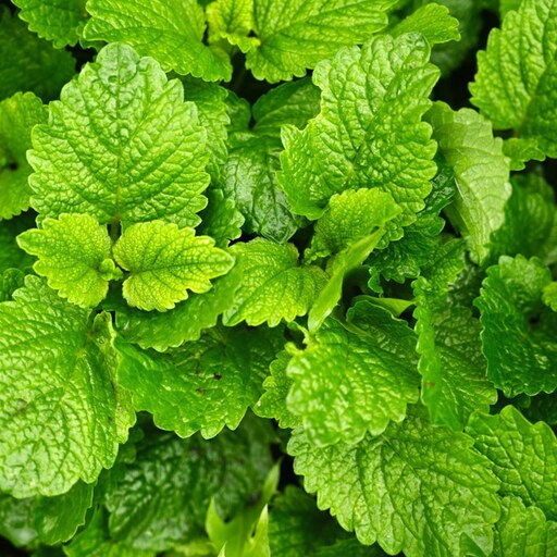 بذر گیاه بادرنجبویه - Lemon Balm Seed