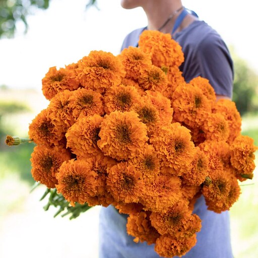 بذر گل جعفری نارنجی بزرگ - Giant Orange Marigold