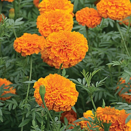 بذر گل جعفری نارنجی بزرگ - Giant Orange Marigold