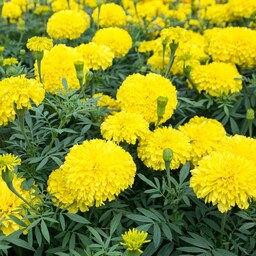 بذر گل جعفری زرد بزرگ - Giant Yellow Marigold