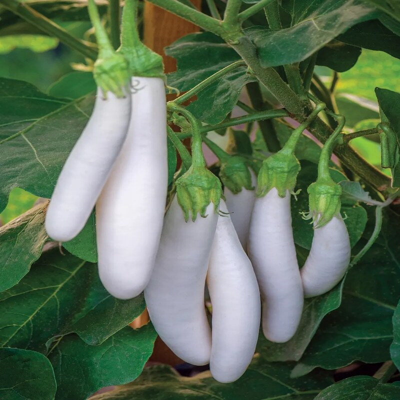 بذر گیاه بادمجان سفید کشیده مصری - White Egyptian Eggplant