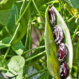 بذر لوبیا عروس یک بسته 