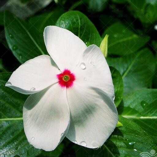 بذر گل پریوش سفید یک بسته 