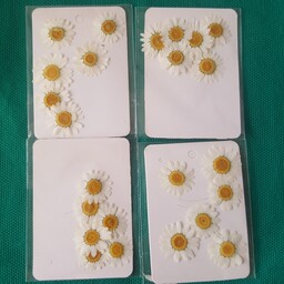 گل بابونه سفید خشک شده وارداتی پرسی در پک های 6 عددی مناسب رزین