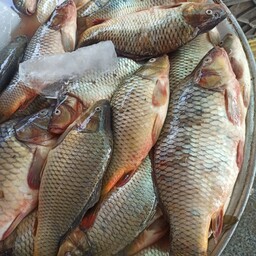 ماهی کپور محلی تازه (به ازای هر سبد یک باکس یونیلیتی خریداری کنید)