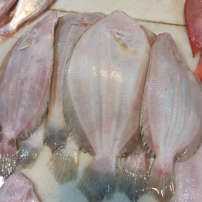 ماهی مزلگ (پله دمدار) خوزستان بسیار لذیذو خوشمزه پک یک کیلویی(لطفاً به ازای هر خرید یک فشفشه یا یخچال سفید خریداری کنید)