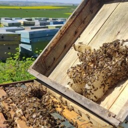 عسل طبیعی چهل گیاه مرتع زنبورستان (گل ماهور ) مهندس قربانی بهاره 1000 گرم خالص صاف شده،  ،                          